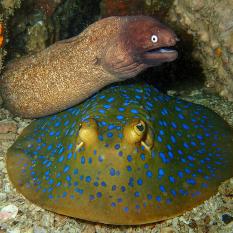 Moray eel and sting ray at Shark Fin Rock